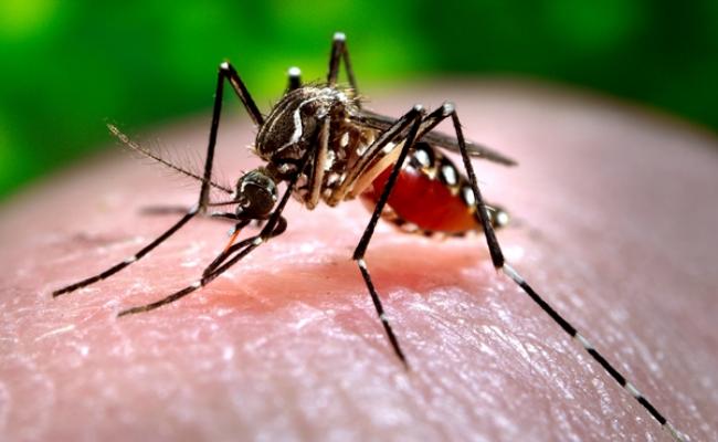 CABA: detectan el primer caso del año de dengue autóctono