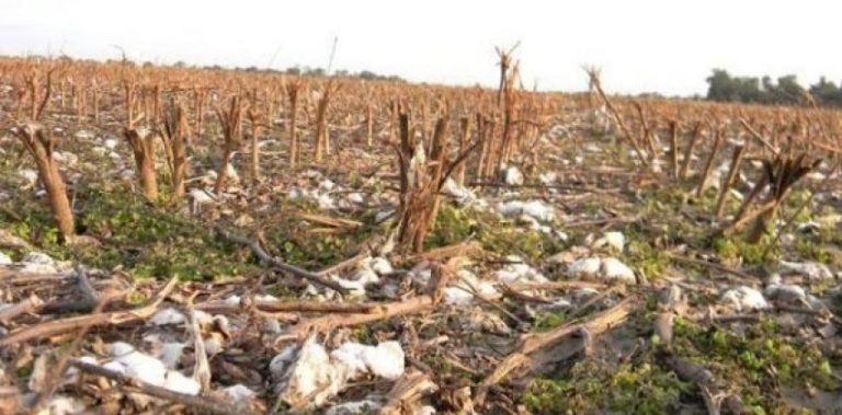 LUCHA CONTRA EL PICUDO: SE ACONSEJA LA DESTRUCCIÓN DE RASTROJOS INMEDIATAMENTE DESPUÉS DE LA COSECHA