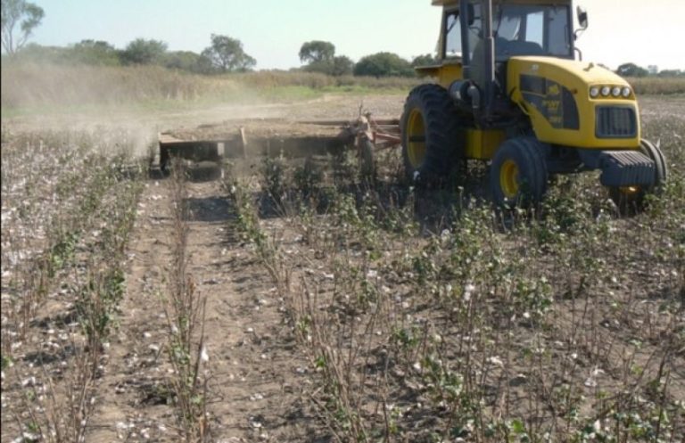 LUCHA CONTRA EL PICUDO: PRODUCCIÓN Y SENASA HACEN CONTROLES PARA VERIFICAR DESTRUCCIÓN DE RASTROJOS EN CAMPOS DONDE HUBO ALGODÓN