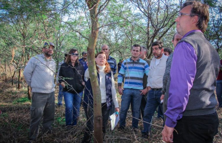 EL IIFA CONTINÚA CON LA PROMOCIÓN DE HERRAMIENTAS PARA PRODUCTORES INTERESADOS EN PLANES DE FORESTACIÓN