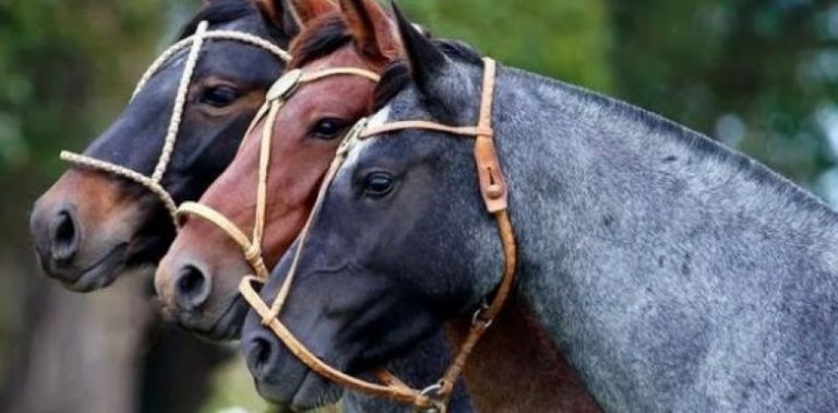 El Gobierno del Chaco, a través del Ministerio de Producción, participará en las actividades que se desarrollarán el próximo viernes 21 de Septiembre, fecha en la que se celebra el “Día Provincial del Caballo Chaqueño”. El evento es organizado en forma conjunta por la cartera productiva chaqueña y el Consejo Veterinario del Chaco.  Entre las actividades previstas se contempla el desarrollo de una “Mesa de trabajo inteligente con opinión”, que se llevará a cabo a partir de las 9 en las instalaciones de la Peña Nativa Martín Fierro en esta capital.  Entre los temas que se abordarán figuran “Caballos-yegua-mular de trabajo de campo y crías que dan origen”, “Experiencias o antecedentes de cada provincia” con la participación de representantes del NEA y NOA y “Aportes de representantes de otras provincias”.  A las 9.00 horas comenzará la recepción e inscripción de los participantes y para las 9.30 está anunciada la apertura de la “Galería del Caballo”, espacio que es impulsado por el Consejo Veterinario y el Gobierno del Chaco, tras lo cual se hará una recorrida por el lugar, con explicaciones e historia, en base a fotografías, recuerdos de protagonistas, pinturas y lectura de poemas.  Seguidamente, a las 10.30, se hará la recepción de las instituciones, profesionales e invitados integrantes de las mesas y para las 11.30 se escucharán palabras de bienvenida e inauguración por parte de los organizadores.  Para el mediodía se conformarán las mesas con las instituciones, profesionales y los presentes, tras lo cual se darán a conocer las opiniones de los protagonistas y se procederá a la entrega de distinciones.  Finalmente, para el cierre de la jornada, tendrá lugar una Peña folklórica alusiva al caballo chaqueño.