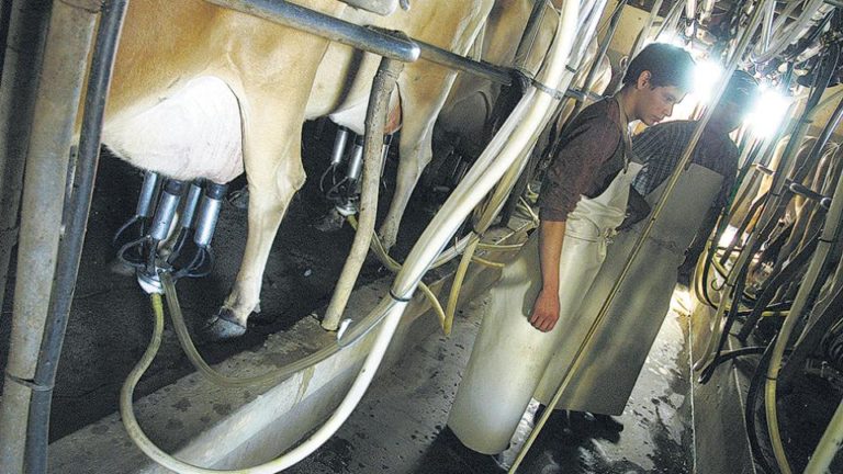 La crisis del sector lechero Cierra un tambo por día