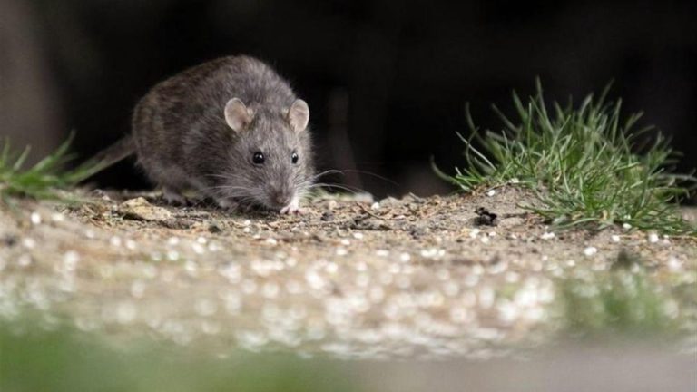 Es la décima víctima de hantavirus Murió una mujer chilena que visitó Epuyén