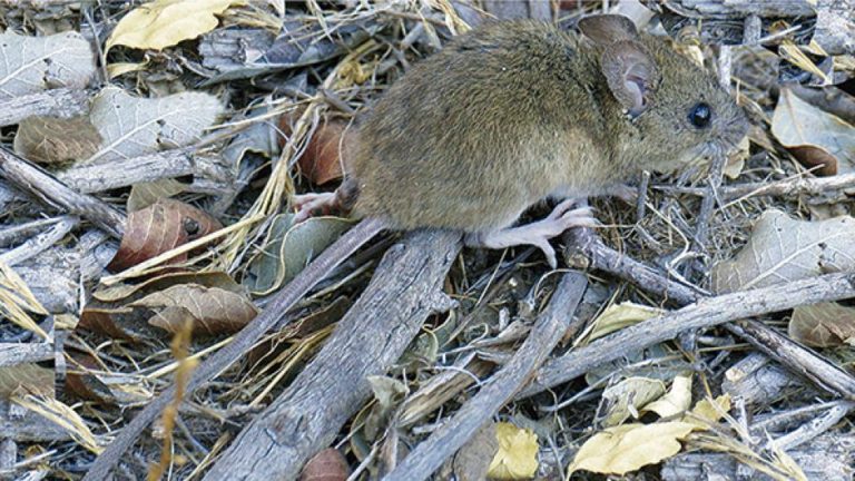 Ya son seis las provincias afectadas por el hantavirus Santa Fe se suma al contagio