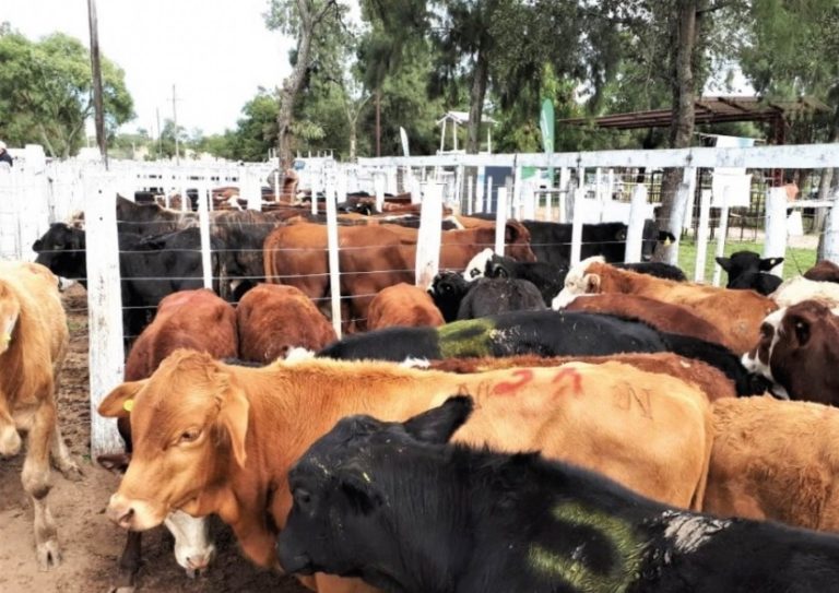 AVANZAN LOS PREPARATIVOS DEL PRIMER REMATE GANADERO DEL AÑO