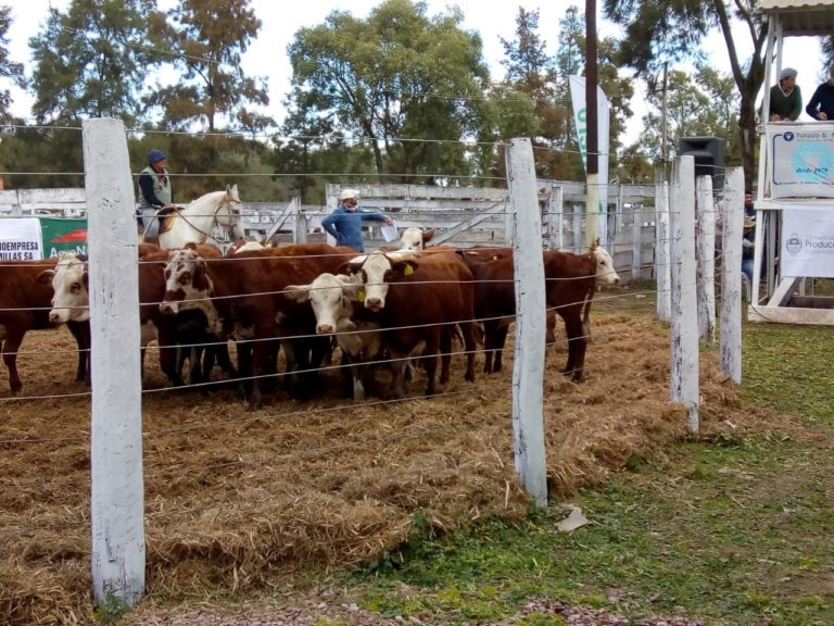 MAÑANA SE REALIZARÁ EL PRIMER REMATE GANADERO DEL AÑO EN LA SOCIEDAD RURAL DE MARGARITA BELÉN