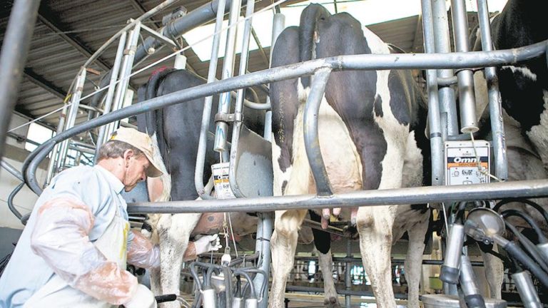 Las razones de la escasez de leche en el mercadoLas inundaciones y la especulación