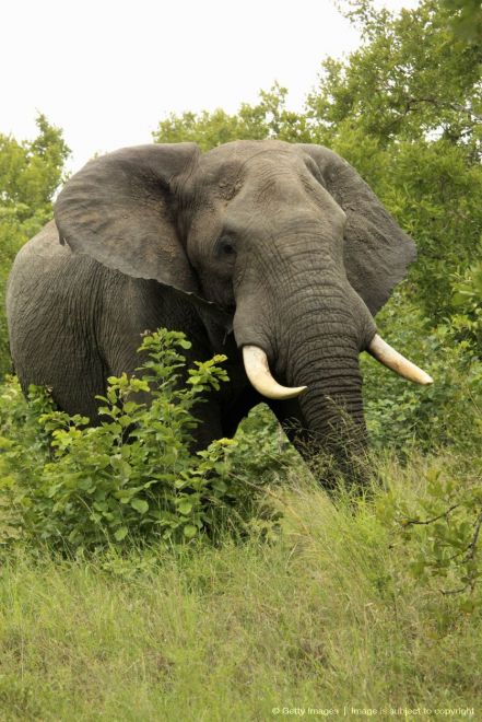 Un elefante aplastó a un cazador furtivo y después se lo comieron los leones