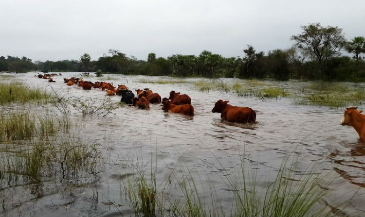 ANTE LAS CONDICIONES CLIMÁTICAS ADVERSAS, POSTERGAN EL REMATE GANADERO DE LAS BREÑAS