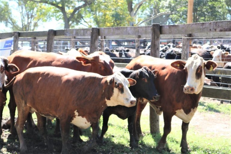 CONVOCAN A PRODUCTORES PARA QUE PARTICIPEN DE REMATES GANADEROS CHAQUEÑOS