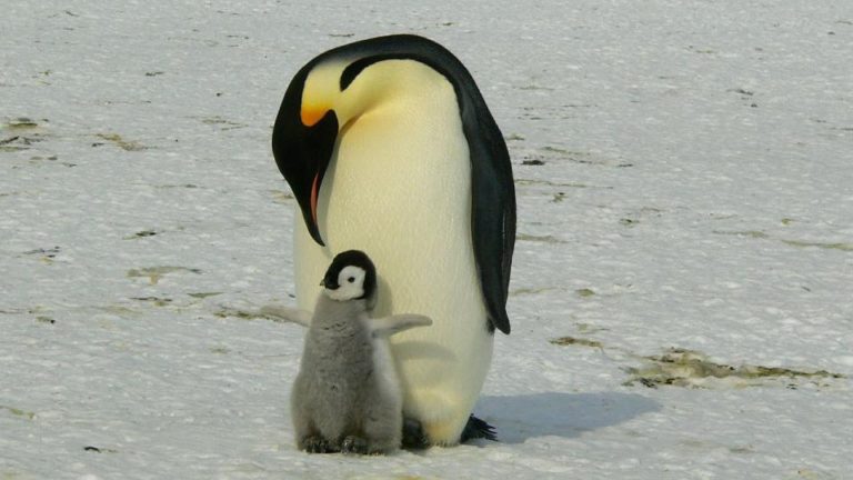 La catástrofe del pingüino emperador: murieron miles de crías en la Antártida