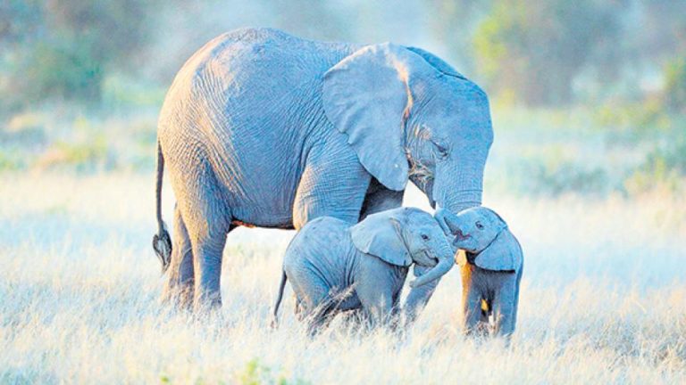 Grandes mamíferos en riesgo de extinción debido a la desforestación y la caza