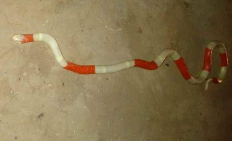 Encontraron una serpiente de coral albina