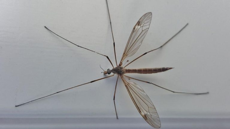 Qué son esos mosquitos gigantes que invadieron la Ciudad de Buenos Aires