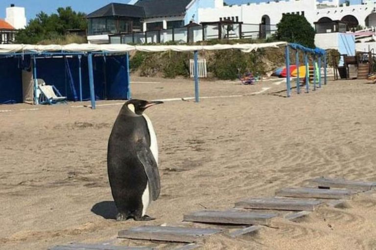 Insólita aparición de un pingüino en Miramar