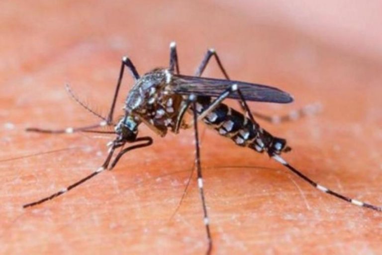 Dengue: 45 casos confirmados en Formosa y 26 en Buenos Aires 