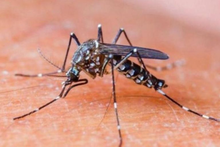 SALUD PÚBLICA BRINDA EL PARTE EPIDEMIOLÓGICO DE DENGUE