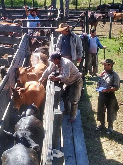 Avanza la vacunación contra la fiebre aftosa y la brucelosis en Chaco y Formosa