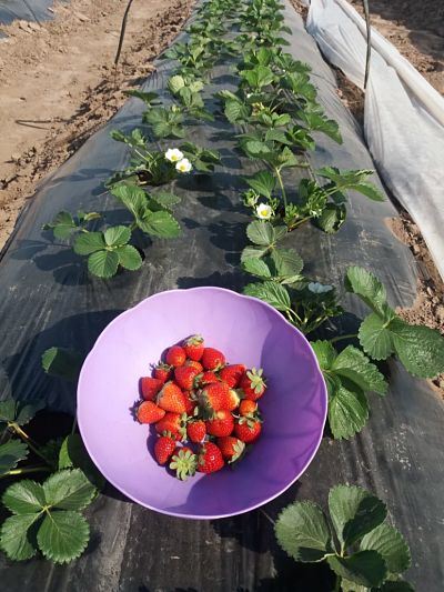 ALIMENTOS CHAQUEÑOS: PRODUCCIÓN CONSTATÓ EL INICIO DE LA COSECHA DE FRUTILLAS EN PROVINCIA