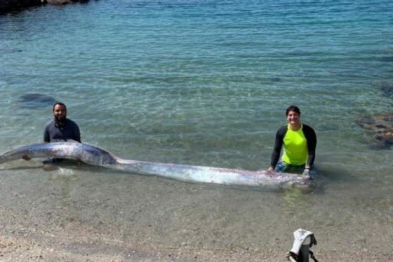 México: Hallan otro pez sable, símbolo de terremotos y tsunamis