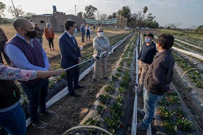 CAPITANICH EN RECORRIDA POR SIEMBRA DE FRUTILLAS EN MAKALLÉ