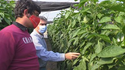 EL GOBIERNO ENTREGÓ MÓDULOS DE COBERTURA PARA INVERNADEROS A PRODUCTORES HORTÍCOLAS