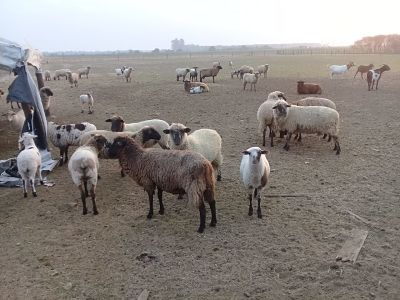 MEJORA GENÉTICA ANIMAL: PRODUCCIÓN CONSTATÓ