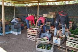 Cómo es el programa del Gobierno para que los desocupados produzcan alimentos