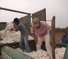 Chaco: comunidades qom producen algodón agroecológico