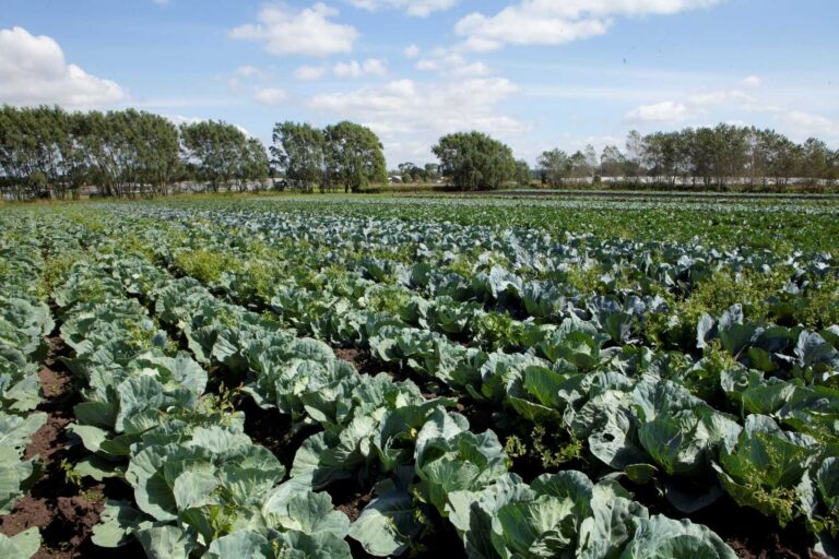 Desde el 4 de enero, las Buenas Prácticas Agrícolas