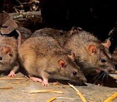 Confirman caso de hantavirus en Bariloche