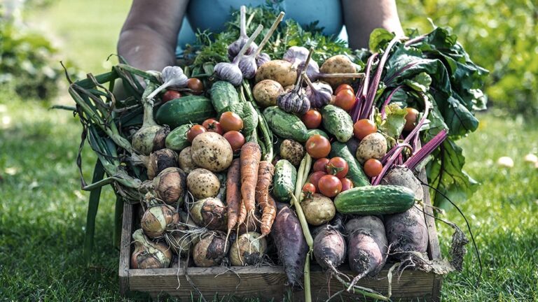 “Todos Comen”: el portal de venta de alimentos de la producción popular