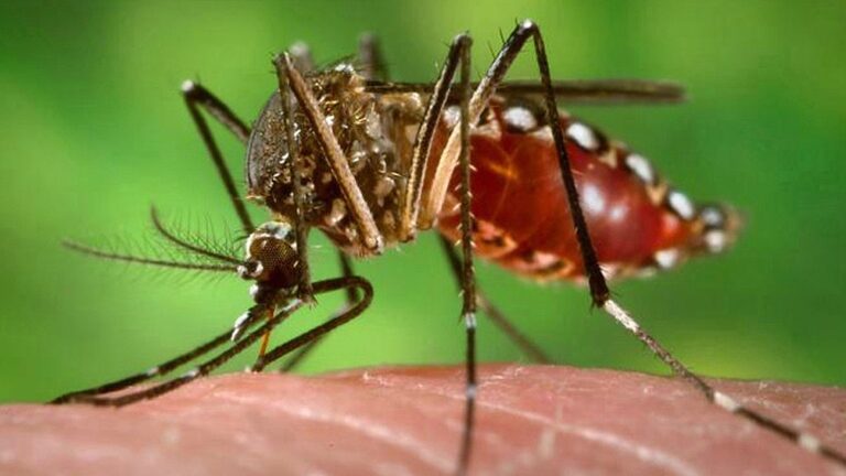 Temporada de dengue: bajaron los casos