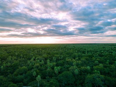 EN EL DÍA INTERNACIONAL DE LOS BOSQUES