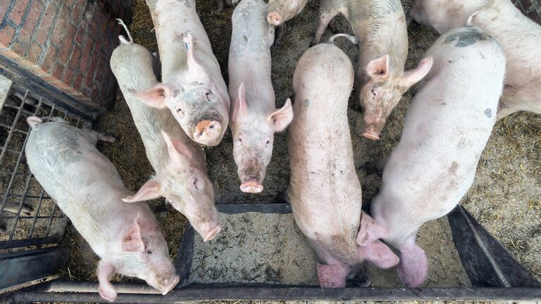 La Argentina podrá exportar carne de cerdo a los Emiratos Árabes Unidos