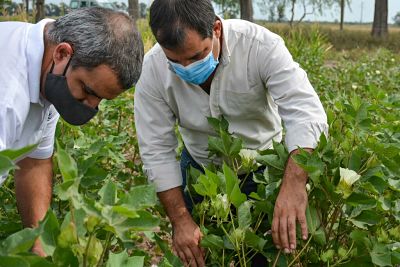 CHACO RECUPERA LIDERAZGO ALGODONERO Y APUESTA