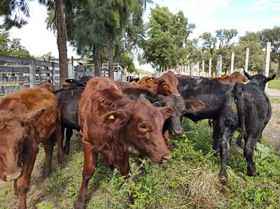 EL REMATE DE LAS BREÑAS, OTRO ÉXITO: PEQUEÑOS PRODUCTORES