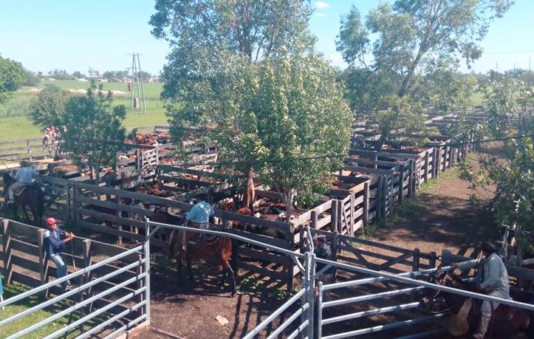 REMATES GANADEROS CHAQUEÑOS: PRODUCTORES COMERCIALIZARON