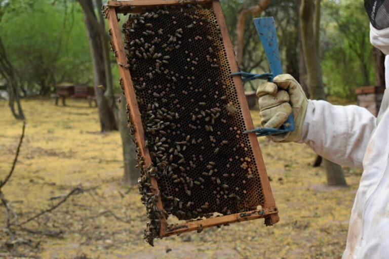 CHACO: LA MAYOR PRODUCTORA DE MIEL ORGÁNICA DEL PAÍS