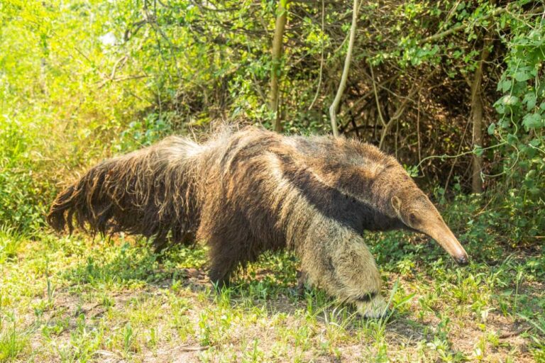 “El oso hormiguero está más amenazado de lo que parece”