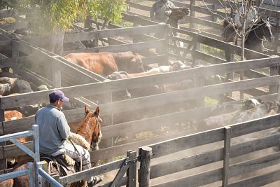 MÁS DE 900 ANIMALES SALDRÁN A PISTA ESTE SÁBADO EN SAN MARTÍN