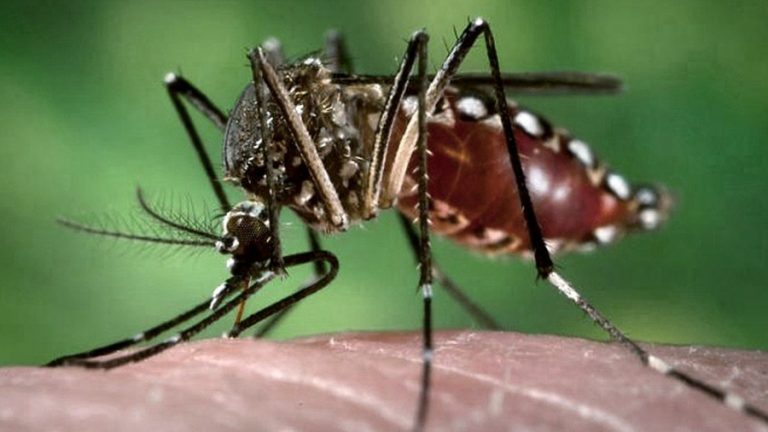 Boletín epidemiológico: Con casi cuatro mil casos de dengue