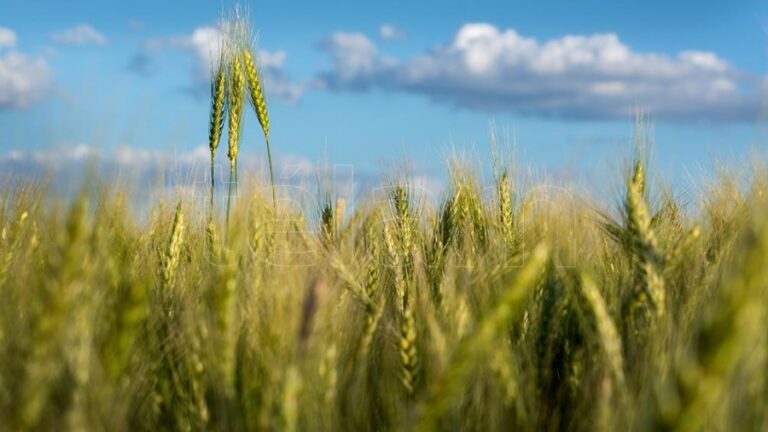 Vuelve a subir la estimación de la cosecha récord de trigo