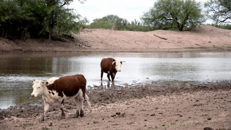 «Efectos devastadores»: Entre Ríos enfrenta la peor sequía