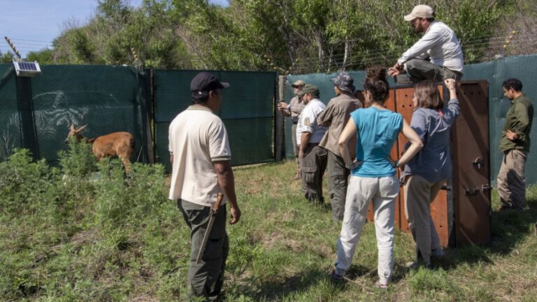 Chaco: Una pareja de ciervos llegó al Impenetrable a un siglo