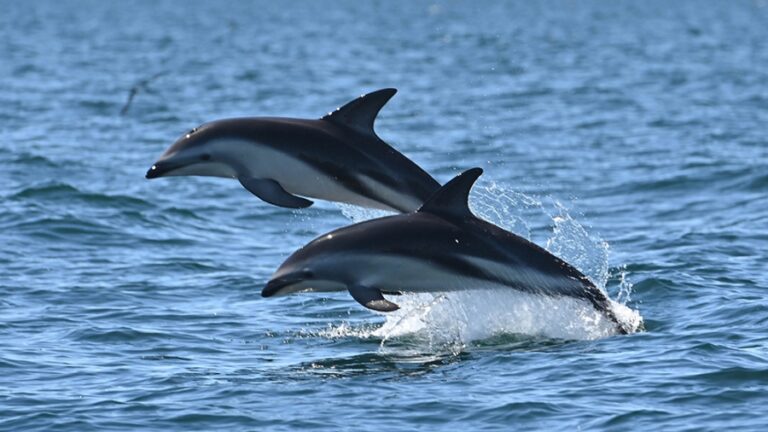 Chubut: El avistaje de delfines se consolida