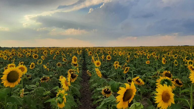 Se remata el primer lote de girasol campaña