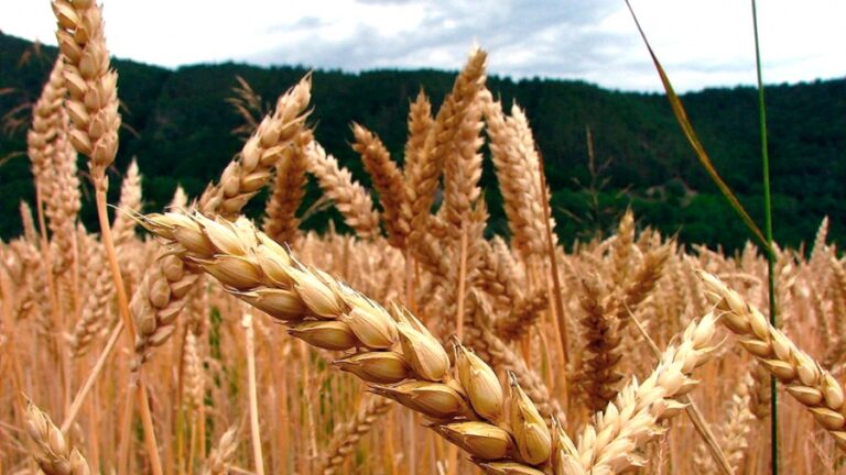 El trigo alcanzó su valor mas alto en 14 años