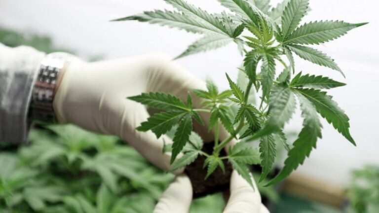 80 mil plantas: Jujuy inició la cosecha de cannabis