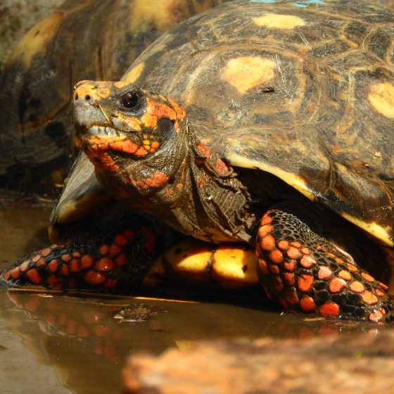 IMPULSO A LA PRESERVACIÓN DE LA TORTUGA YABOTÍ